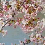鳥取県琴浦町・一畑公園桜の花見