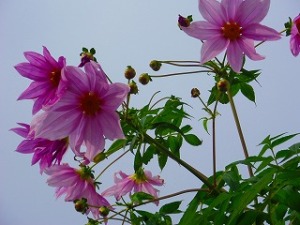 皇帝ダリアの育て方 季節の花だより 四季の花と暮らし
