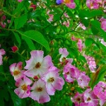 ５月の花々（我が家の５月の庭）