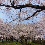 鳥取県・琴浦町内　”桜めぐり”