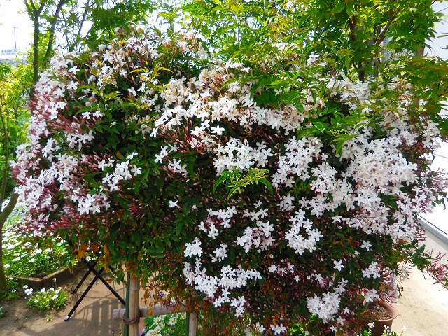 香り漂うハゴロモジャスミン 羽衣ジャスミン と花言葉 季節の花だより 四季の花と暮らし