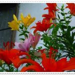 マイガーデン　「６月の花」