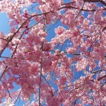 じつに見事！！倉吉市の伯耆しあわせの郷にある「しだれ桜の里」