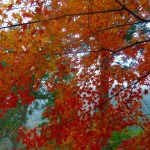 岡山県　奥津渓の紅葉