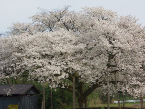 上法万の大山桜