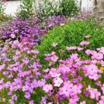 6月上旬の花 ビスカリアに覆われた庭