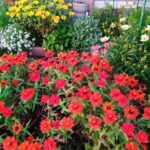 10月の庭の花 / 春の花壇の準備